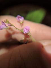Desmodium psilophyllum