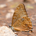 Morpho portis - Photo (c) rick_costa, μερικά δικαιώματα διατηρούνται (CC BY-NC), uploaded by rick_costa