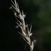 Silky Oat-Grass - Photo (c) Daniel McNair, some rights reserved (CC BY-NC), uploaded by Daniel McNair