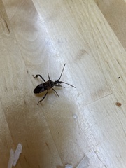 Leptoglossus clypealis