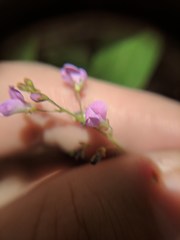 Desmodium psilophyllum