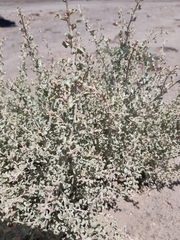 Atriplex undulata