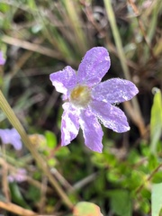 Cuphea ciliata