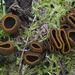 Plectania harnischii - Photo (c) Drew Parker, algunos derechos reservados (CC BY-NC), subido por Drew Parker