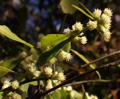 Baccharis glomeruliflora image