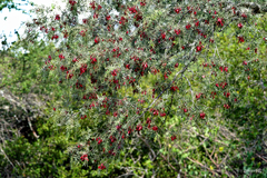 Schinopsis lorentzii