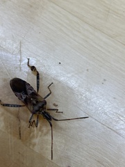 Leptoglossus clypealis