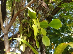 Rhipsalis pachyptera