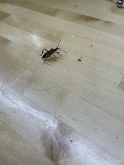 Leptoglossus clypealis