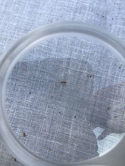 Formicidae