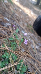 Hedeoma jucunda