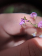 Desmodium psilophyllum