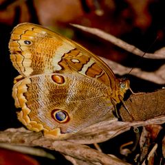 Opoptera syme