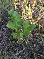 Physostegia digitalis