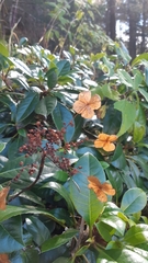 Hydrangea seemannii