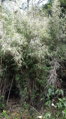 Chusquea septentrionalis