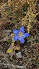 Gentiana bicuspidata
