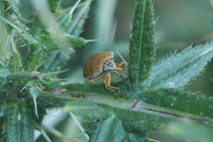 Orsilochides leucoptera