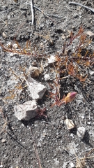 Gentiana bicuspidata