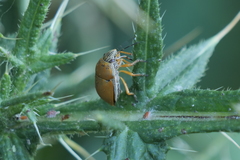 Orsilochides leucoptera