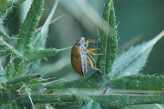 Orsilochides leucoptera