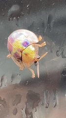 Eurypepla brevilineata