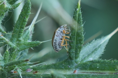 Orsilochides leucoptera