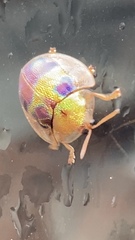 Eurypepla brevilineata