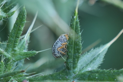 Orsilochides leucoptera