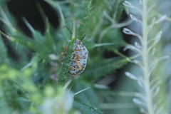 Orsilochides leucoptera