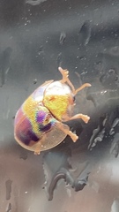 Eurypepla brevilineata