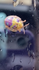 Eurypepla brevilineata