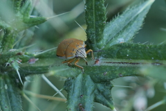 Orsilochides leucoptera