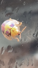 Eurypepla brevilineata