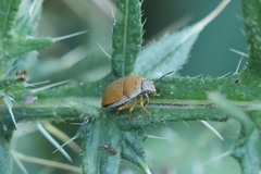 Orsilochides leucoptera