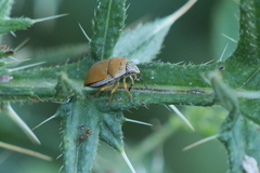 Orsilochides leucoptera