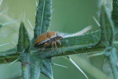 Orsilochides leucoptera