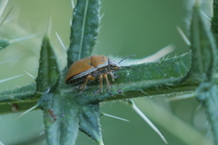 Orsilochides leucoptera