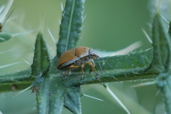 Orsilochides leucoptera