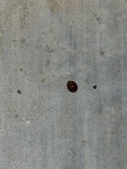 Harmonia axyridis