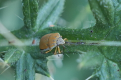 Orsilochides leucoptera