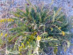 Astragalus douglasii