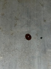 Harmonia axyridis