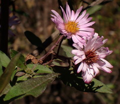 Ampelaster carolinianus