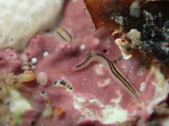 Nemertopsis bivittata