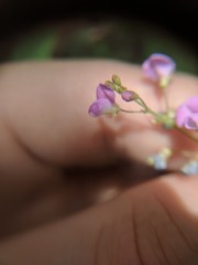Desmodium psilophyllum