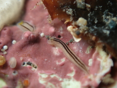 Nemertopsis bivittata