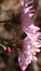 Ampelaster carolinianus