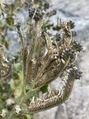 Phacelia pinkavae