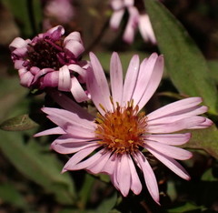 Ampelaster carolinianus